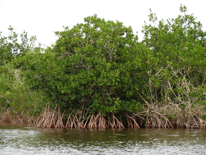 Mangroves - A Natural Fortress to Hundreds of Marine Life