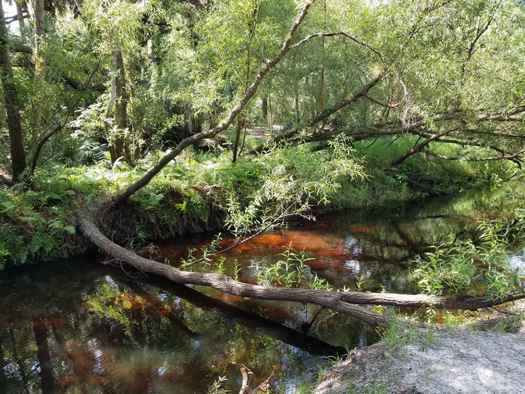 Myakkahatchee Creek - A Stroll in A Natural Wonderland